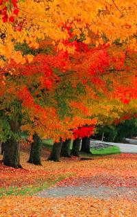 Fall foliage d’autunno